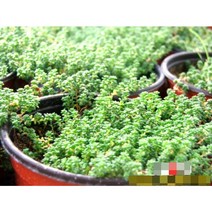 다육식물/선인장 좀방울세덤 갈색플라스틱모종 4개 (L0342)