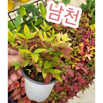 남천/겨울철 월동식물로 사계절푸른