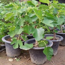 마이찰리_과일나무 무화과 묘목 과실수 유실수 결실주_MyCharlie, 옵션없는_단일상품