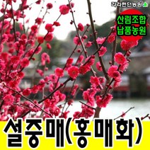 설중매나무 홍매화 3년생 정원수
