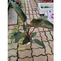 50~70cm 119 레드콩고 중대품, 1개