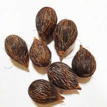 여우꼬리야자씨앗(5립)