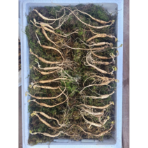 산양삼 산양산삼 장뇌삼 5~6 년근 파지삼 30뿌리, 30g 15~30뿌리