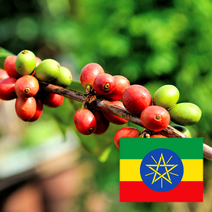 에티오피아 예가체프 G2 등급 1kg 생두 생두도매, 1개