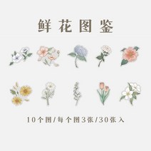 북 스티커팩 다이어리꾸미기 장식 일러스트 잡지 스티커북 유럽 세트 빈티지 캐리어꾸미기, 생화도감