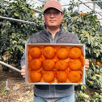 [제주농부직접보냄]22년12월수확 품질보장 제주 제철 귤 레드향 선물용 가정용, 10kg