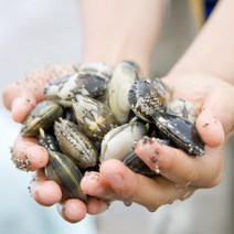 고창 자연산 해감 바지락 동죽, 바지락 3kg