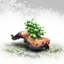 수초-작은 투톤유목 부세 활착-어항 수족관 수중식물/헬로아쿠아