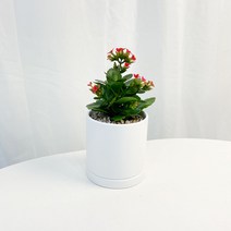 카랑코에 사계절 피는꽃 칼란디바 칼랑코에 가랑코에 반음지 식물, 칼랑코에 소형, 식물만