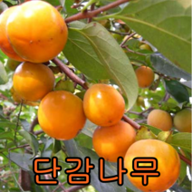 단감나무 접목1년특묘 묘목나무