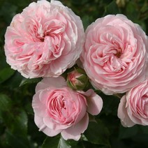 리서스원예 사계장미 유럽 독일 땅장미 라리사 장미 묘목