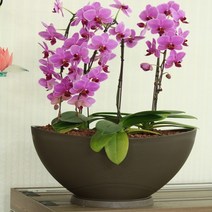 시크점빵 국산 대형 플라스틱 타원형 화분, 메탈그레이