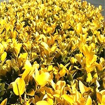 순희농장 황금사철나무묘목 70~80cm 황금사철나무, 황금사철나무70cm~80cm  (묘목  1개)