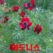 꿩의 눈 아도니스(복수초) 빨강 씨앗 25립