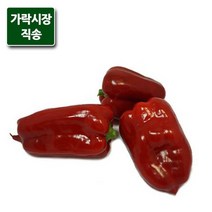 가락시장직송 홍피망 500g, 없음