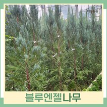 블루엔젤나무 묘목 키1.5m(분) 1개