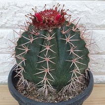 층운 선인장65