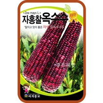 자홍찰옥수수 150립