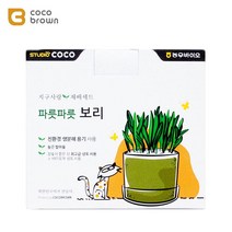 고양이 식물 채소 키우기 보리 재배세트 운동 아메숏, 1개