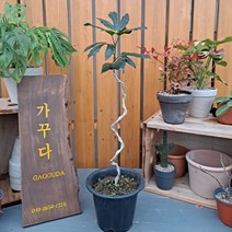 가꾸다 황칠나무 S자수형