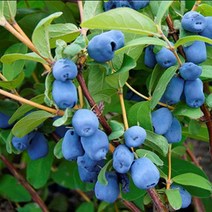 하니베리나무/5치포트(3개묶음)묘목/c1489