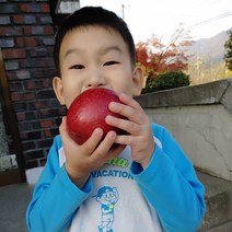 금가네꿀사과 햇부사 경북 영주사과 소백산 안동 대구 부석사과 5kg, 부사 정품5KG(15~16과) 중대과