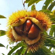 (2022년 수확 햇밤) 공주밤 정안 알밤 옥광밤 생밤 생율 햇밤 2kg 4kg, 알밤  특 2kg