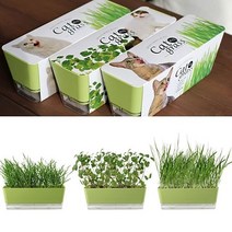 거실화분 키우기쉬운 고양이캣닢 재배 DIY키트, 귀리, 본상품선택