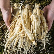 금산백년가족 인삼 세척 난발삼 소 750g, 1팩
