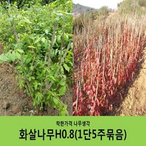 착한가격 나무생각 화살나무 묶음모음, 화살나무H0.8(80cm)5주묶음