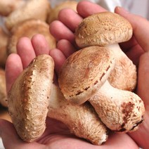 푸르젠 [당일수확] 송고/송화버섯 500g/1kg (옵션선택), 4번 고급1kg
