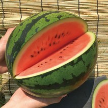 청년마켓 프리미엄 고당도 꿀수박 대왕수박 수박, 6.5kg~7.5kg