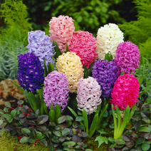 유럽 히아신스 구근, 03. 폰단트 2구