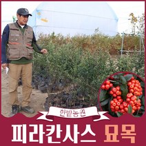 피라칸사스 묘목 80m 내외 포트묘 피라칸스 피라칸타 울타리나무 원예 가든