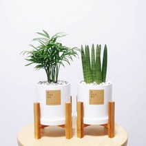 꽃피우는청년 원예 초보자를 위한 실내공기정화식물 2종 세트 (스투키 테이블야자), 무광 원형 화이트 우드스탠드