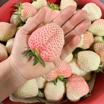 안녕이네 하얀딸기 흰딸기 설화향 눈꽃딸기, 하얀딸기 500g(특)