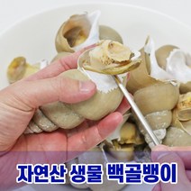 자연산 생물 백골뱅이 1kg 동해안 백고동 제철 고동 활골뱅이, 대 1kg(10-15미)