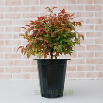 도희씨네 정원>> 오색남천 소스락 남천 미니남천 350, 1개” class=”wr-img”></a></div>
</p></div>
</p></div>
</p></div>
<div class=