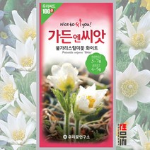 불가리스 할미꽃 화이트 씨앗 30립 / 다년생 야생화 노지월동 봄 가을 꽃씨 몰 종자