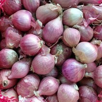 샬롯 500G 에샬롯 보라양파 미니 양파, 샬롯500G