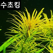 수초킹 초보수초 루드위지아 쿠바, 5개