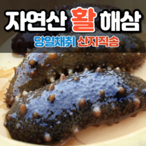 통영 해삼 활해삼 자연산해삼 생해삼 횟감용 산지직송 500g 1kg, 활해삼 500g, 1개