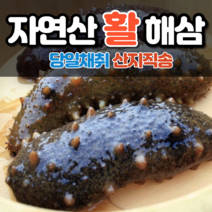 통영 해삼 활해삼 자연산해삼 생해삼 횟감용 산지직송 500g 1kg, 활해삼 500g