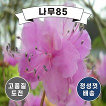 (나무85) 진달래 백진달래 포트, 1. 진달래 키 30cm 내외 플러그 (2주묶음)