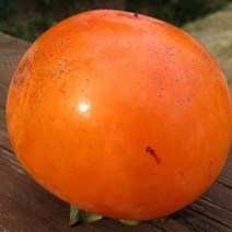 자연농원 둥시감 묘목 (곶감 홍시용감나무), 대봉 (홍시 곶감용감 ) 특묘