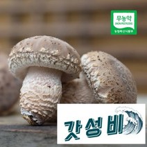 초정 무농약 송화고버섯 1kg(혼합)