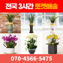 [ 전국 당일 3시간 배송 ] 동양란 / 서양란 전지역 3시간 배송! 전국꽃배달 (주)화신플라워, 1. 산천보세