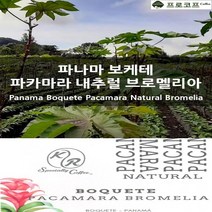 (커피생두) 파나마 보케테 파카마라 내추럴 브로멜리아, 250g, 1개
