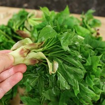 가시없는 엄나무 묘목 민엄나무 - 근삽1년 뿌리묘 5개