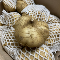 국내산 멕시코감자 5kg 10kg 히카마 얌빈 깍두기 김치 햇 피클 생채 당뇨 생식 슈퍼푸드 즙 식이섬유 말랭이무침 섬유질 샐러드 물김치 맥시코 고혈압 히까마 국산